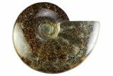 Polished Cretaceous Ammonite (Cleoniceras) Fossil - Madagascar #339077-1